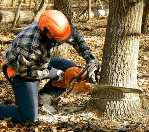 Tree Removal in Bruno, MN